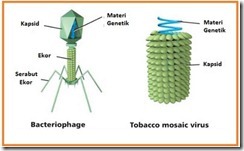 bacteriophage and TMV[2]