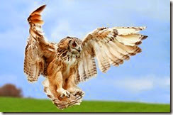 owl-wings-spread