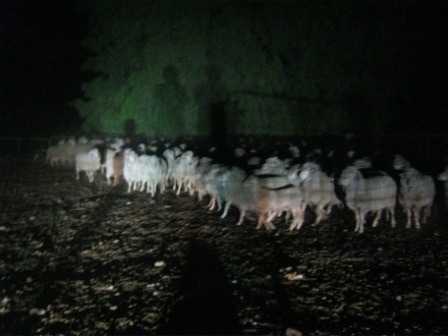 [sheep-16.jpg]