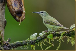 Red-legged Honeycreeper - Cyanerpes cyaneus,