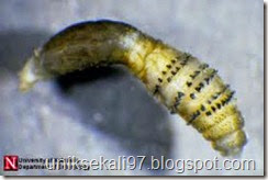 larva lalat bot perut kuda larva lalat bot perut kuda