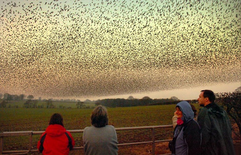 starling-murmuration-1