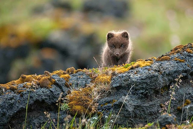 Arctic Fox (Vulpes lagopus fuliginosus)