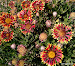 Gallardias