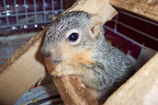 ... and wild animals. Be sure to seek care for them too via a local wildlife Rescue Organization. ... and wild animals. Be sure to seek care for them too via a local wildlife Rescue Organization.