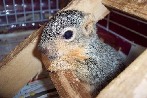 ... and wild animals. Be sure to seek care for them too via a local wildlife Rescue Organization. ... and wild animals. Be sure to seek care for them too via a local wildlife Rescue Organization.