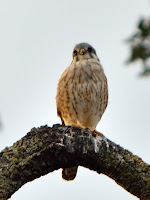 DSC_7653.jpg