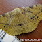 Eupterotidae Moth