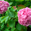 Royal Botanical Gardens of Edinburgh 002.JPG