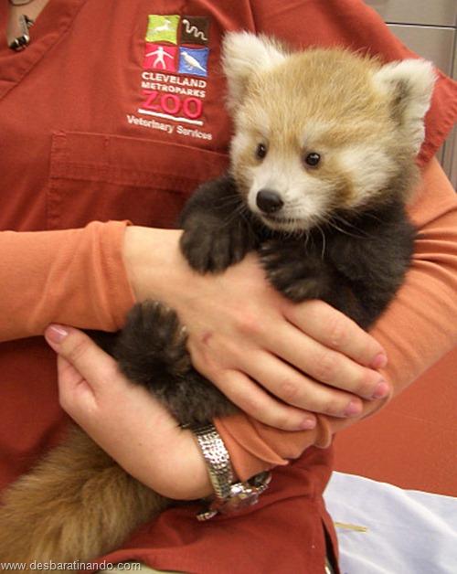 filhotes recem nascidos zoo zoologico desbaratinando animais lindos fofos (17) filhotes recem nascidos zoo zoologico desbaratinando animais lindos fofos (17)