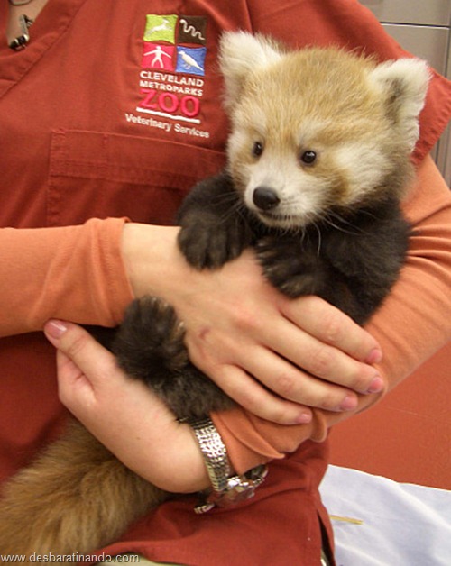 filhotes recem nascidos zoo zoologico desbaratinando animais lindos fofos  (17)