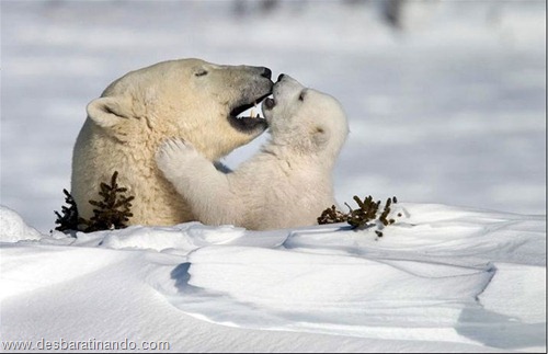 animais national geographic desbaratinando  (2)