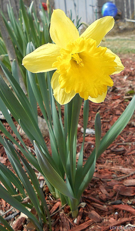 [Daffodil%255B7%255D.jpg]