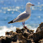 Gull on Craggy Rocks at Mabel Cove - Rottnest Island, Australia