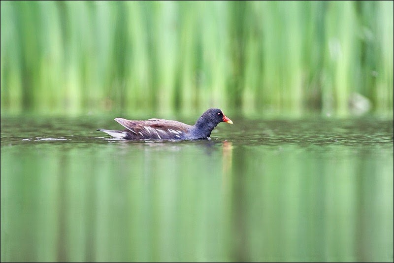 Moorhen