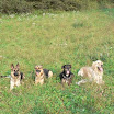 Dusty, Mia, Luck et Looky
