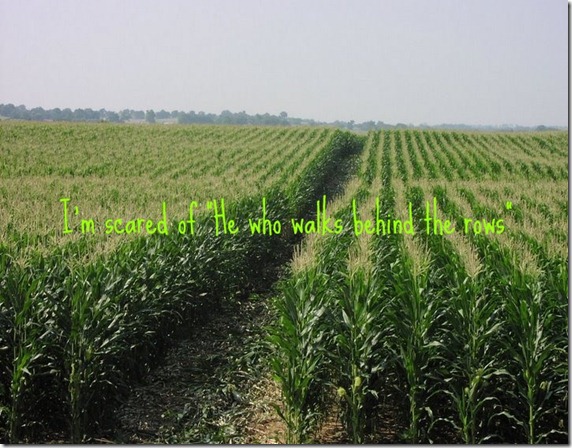 corn_field_339213037_std