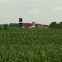 Corn