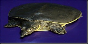 7. Spiny Softshell Turtle (Apalone Spinifera) 7. Spiny Softshell Turtle (Apalone Spinifera)