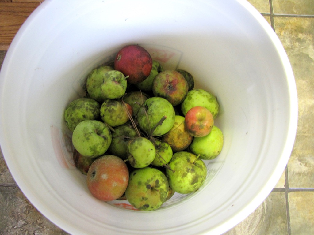 [apples%255B1%255D.jpg]