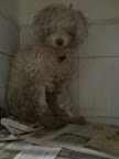 VERLINA
Hermosa perrita, perdió la patita después de varias cirugias, está asustada pero es muy buena, solo necesita mucho amor y una familia bondadosa.