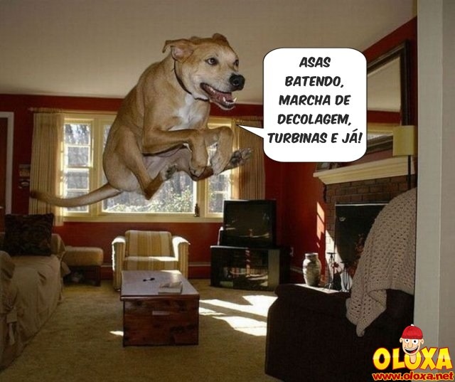 cão a jato cão a jato