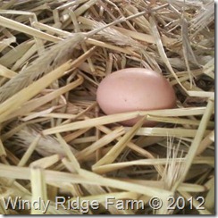 Our First Egg