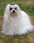 This is such an adorable Maltese.
Photo by Mary Bloom