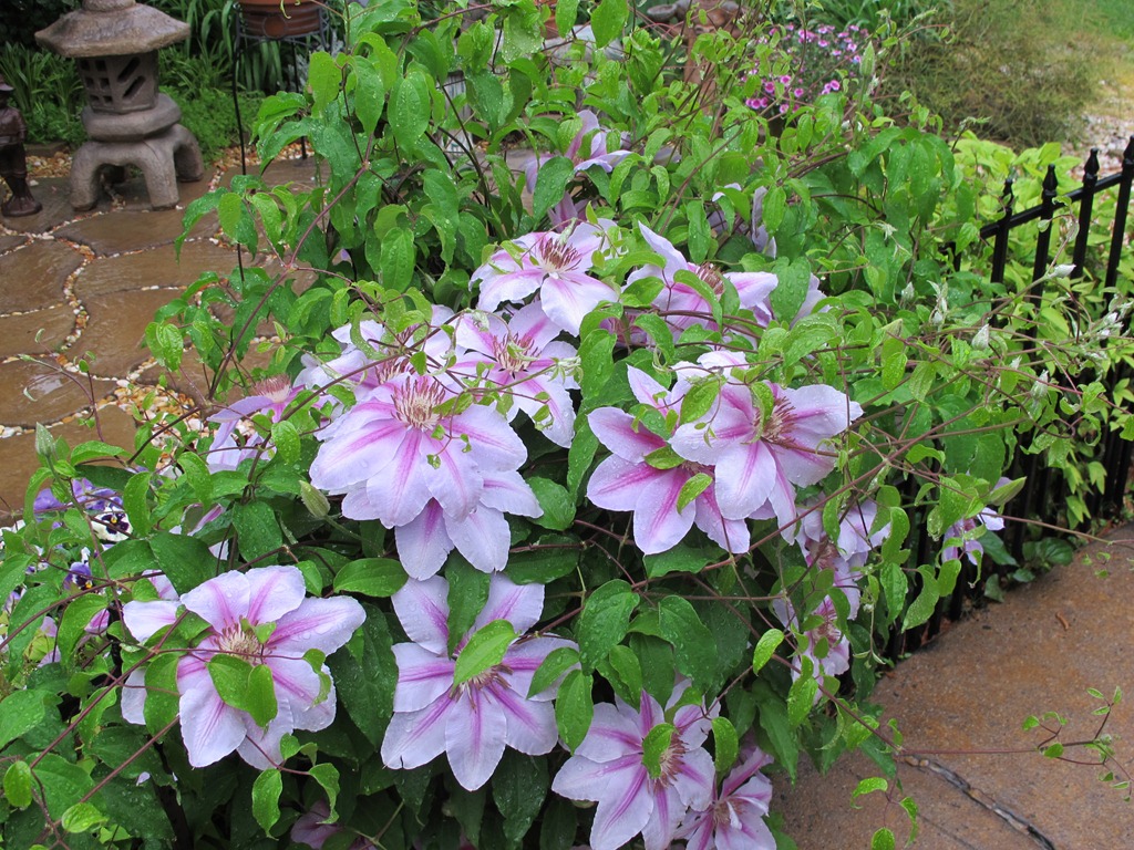 [Copy%2520of%2520Mom%2527s%2520Gardens%2520004%255B4%255D.jpg]