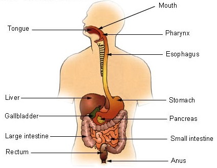[Digestive%2520System%255B12%255D.jpg]