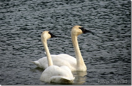 Pair of Trumpeter