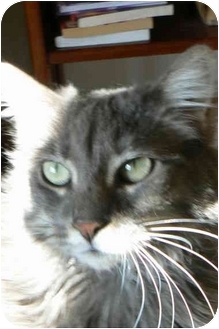 Millie.Tucson, AZ..I am an adult Russian Blue feline -- that's code for Millie.Tucson, AZ..I am an adult Russian Blue feline -- that's code for