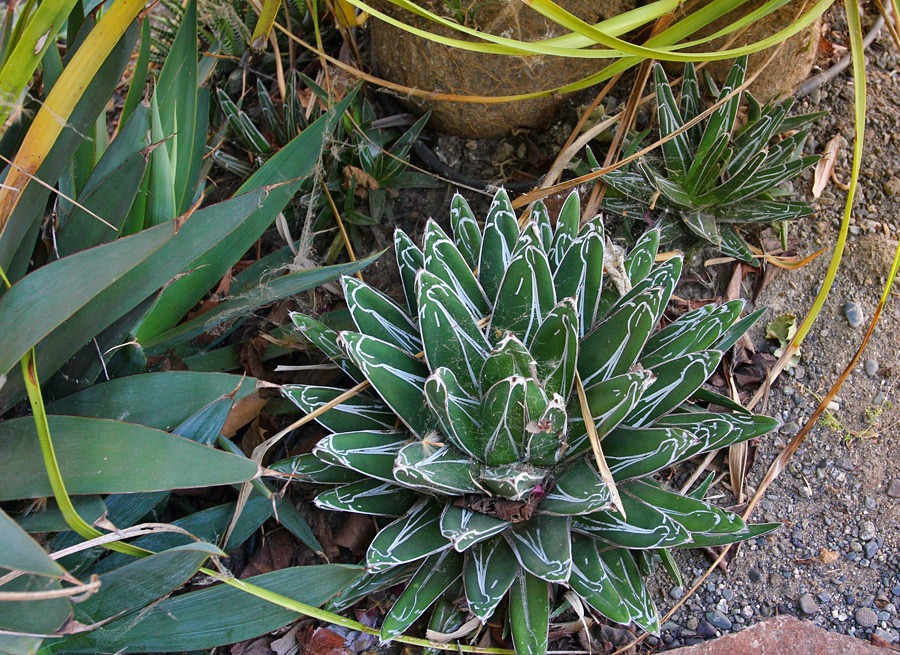 [120520_Agave-victoria-reginae%255B3%255D.jpg]