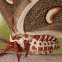 Cecropia Moth