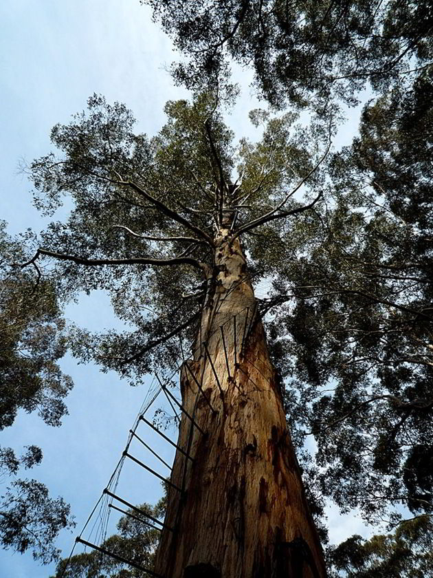 [OneofthefiretreesinWesternAustralia%255B2%255D%255B2%255D.jpg]