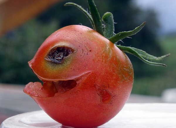 Lachanofobia Lachanofobia