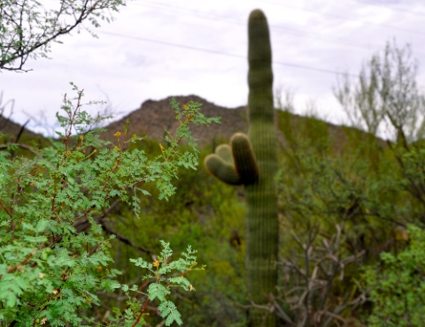 DSC_0208.jpg DSC 0208