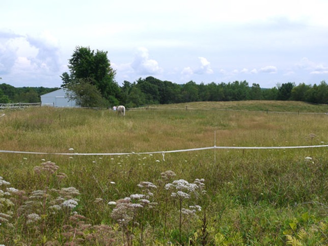 meadow_6