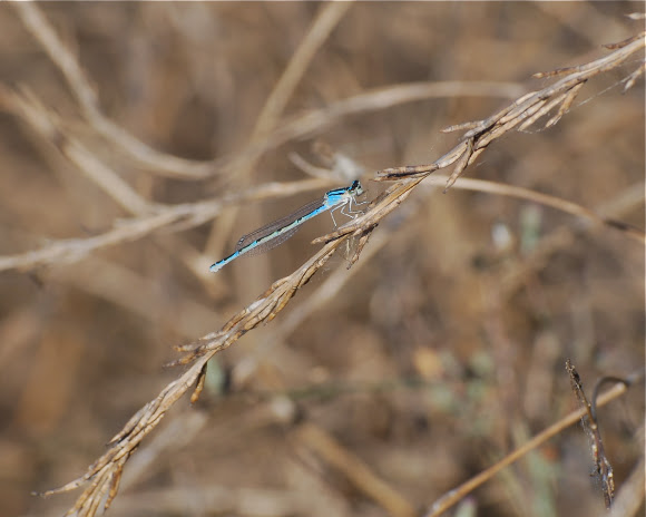 Spotting Image 1