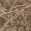 Bluet Damselfly