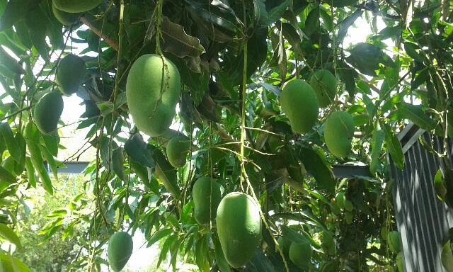 Buah Mangga Buah Mangga