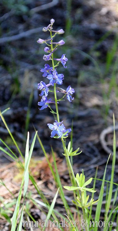 [wildflowers-at-Echo-Lake-56.jpg]