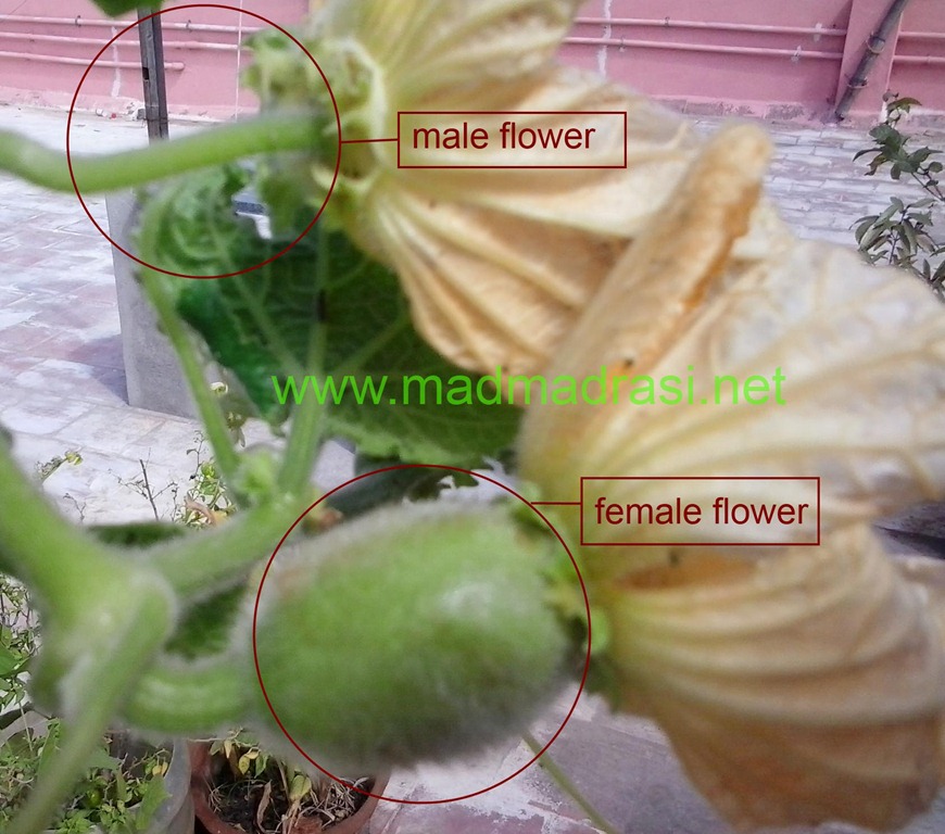 [1st_female_pumpkin_flower%255B2%255D.jpg]