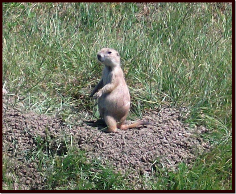 Black-tailed Prairie Dog - July standing Blacik-tailed Prairie Dog - July standing