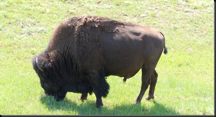 Buffalo in Wind Cave National Park