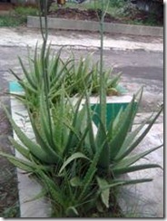 Jamu Obat Penyakit Tanaman Trradisional Ayam Bangkok Resep Masakan Jamu Obat Penyakit Tanaman Trradisional Ayam Bangkok Resep Masakan