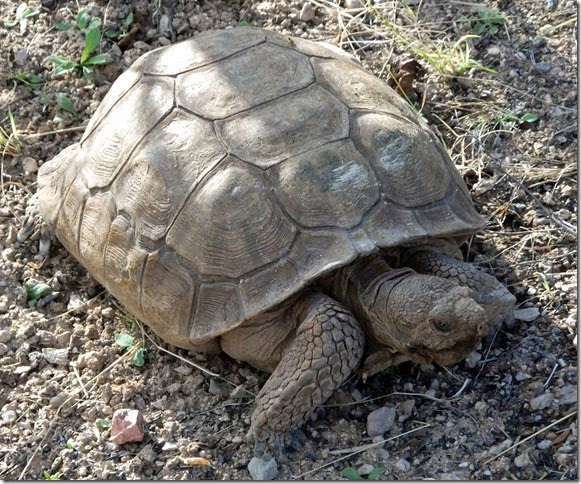 Desert Tortoise 3-18-2013 8-39-40 AM 2580x2148 Desert Tortoise 3-18-2013 8-39-40 AM 2580x2148