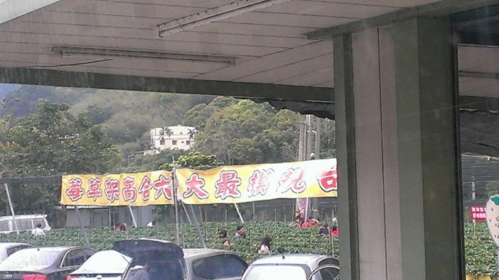 苗栗大湖~六合草莓園~