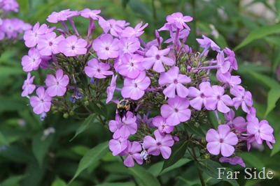 Bees on the Phlox