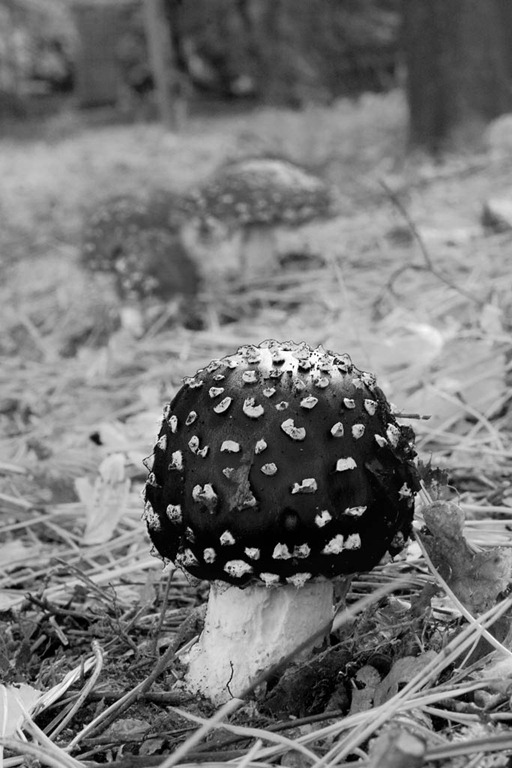 [Fly-Agaric-113.jpg]